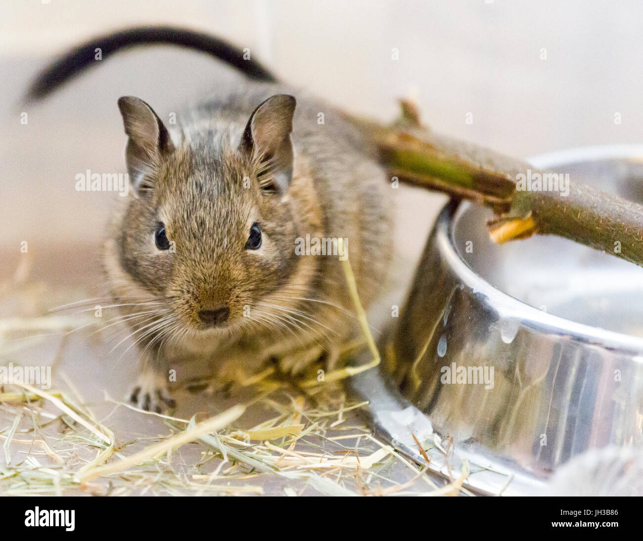 Young female baby Degu (Octodon degus) pet close up  Model Release: No.  Property Release: No. Stock Photo