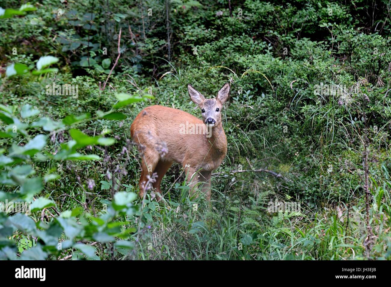 Roe deer stag | usage worldwide Stock Photo - Alamy
