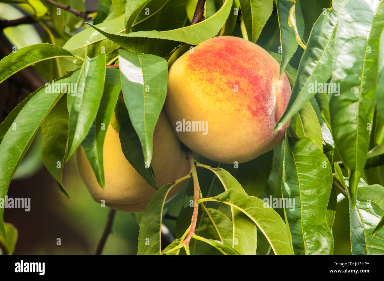 Yard Ripper Peach Ripe peach fruits on the tree in garden Stock Photo - Alamy