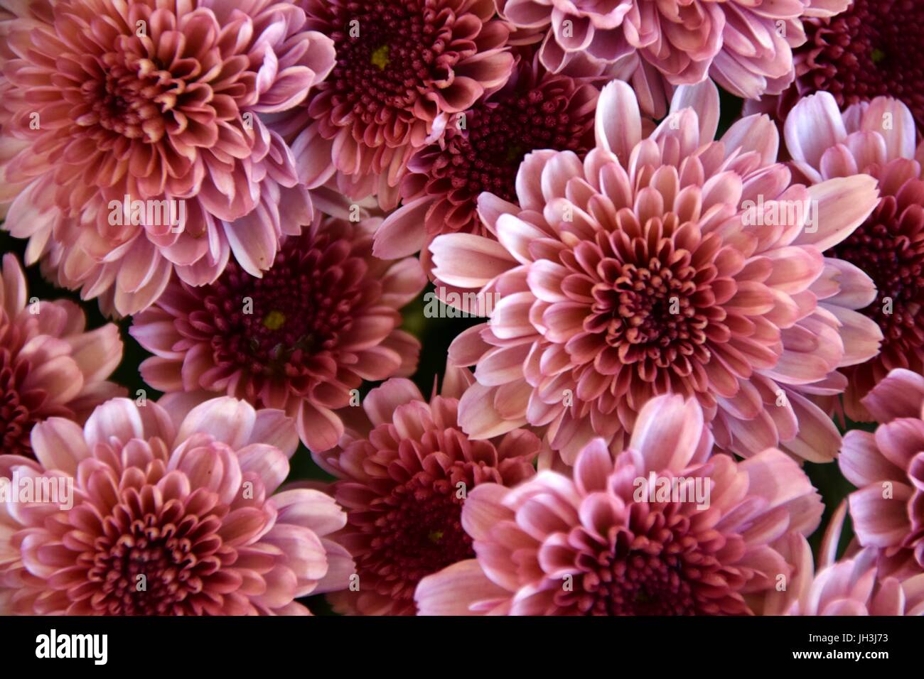 colorful chrysanthemums, mums, chrysants, Asteraceae Stock Photo Alamy