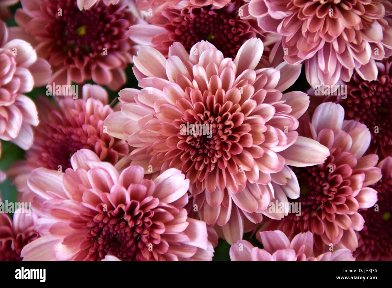 Hardy Chrysanthemum Garden Mums Indicum Mix Large Variety