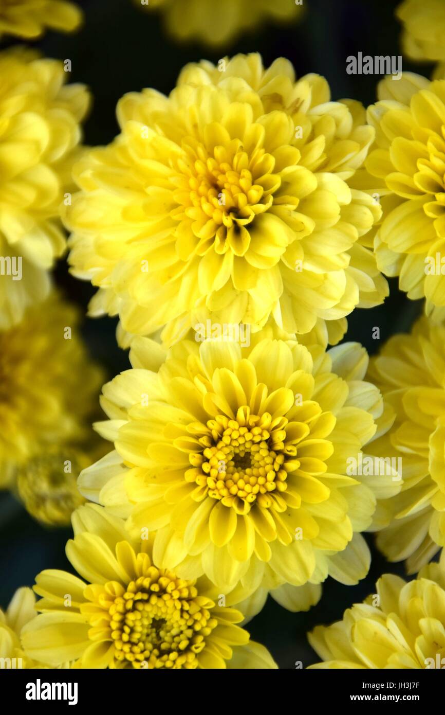 Chrysanthemum indicum hybride hi-res stock photography and images - Alamy