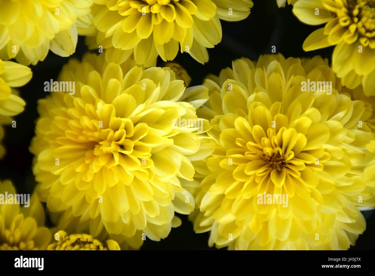 colorful chrysanthemums, mums, chrysants, Asteraceae Stock Photo Alamy