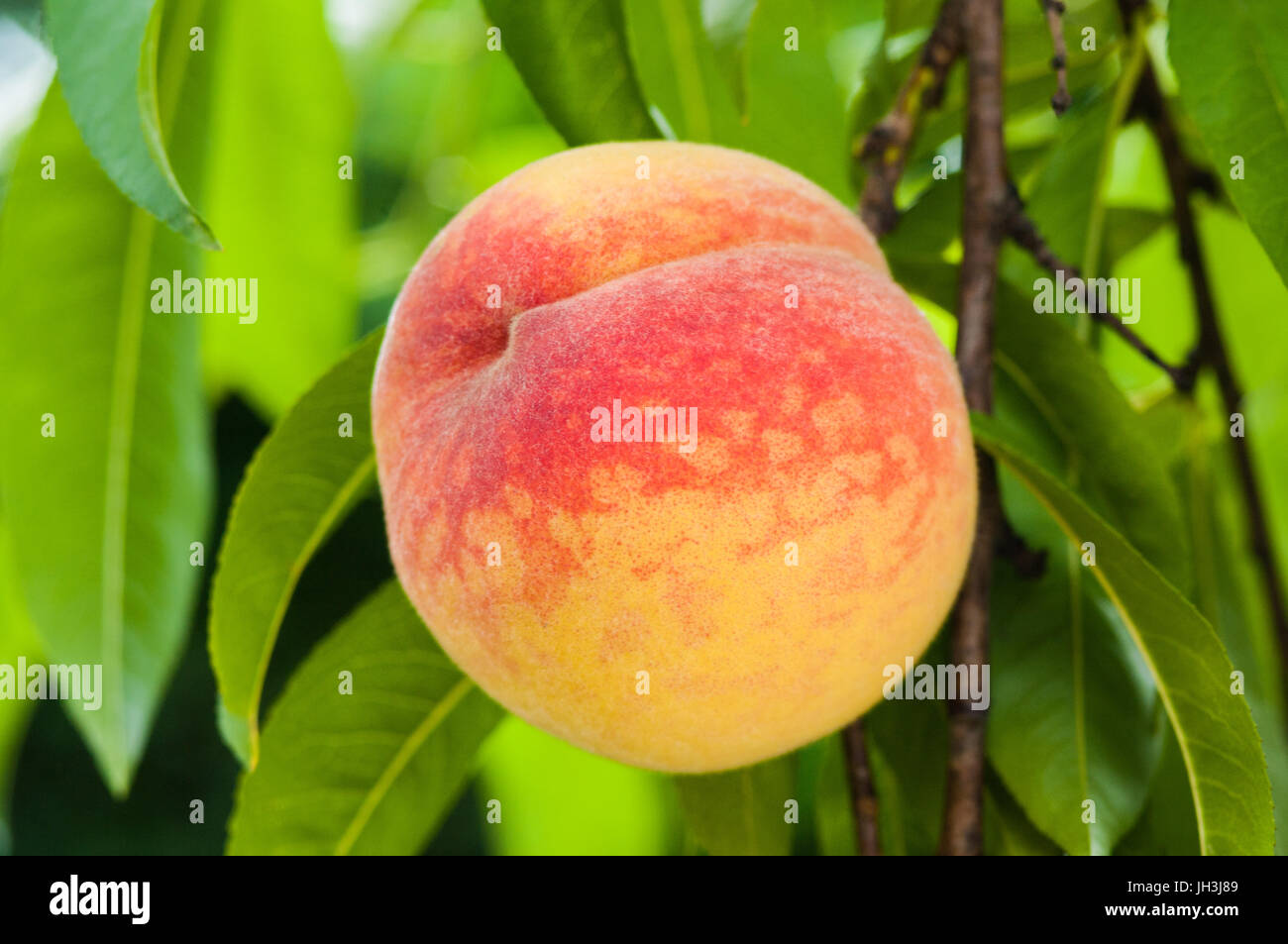 Ripe peach fruits on the tree in garden Stock Photo - Alamy