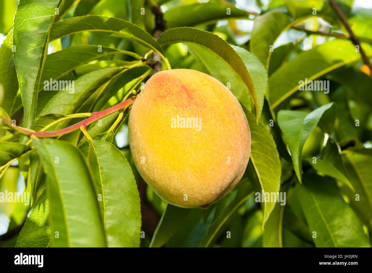 Ripe peach fruits on the tree in garden. Stock Photo