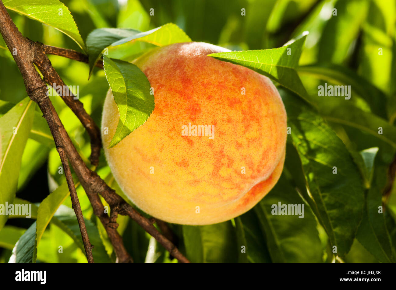 Ripe peach fruits on the tree in garden Stock Photo Alamy