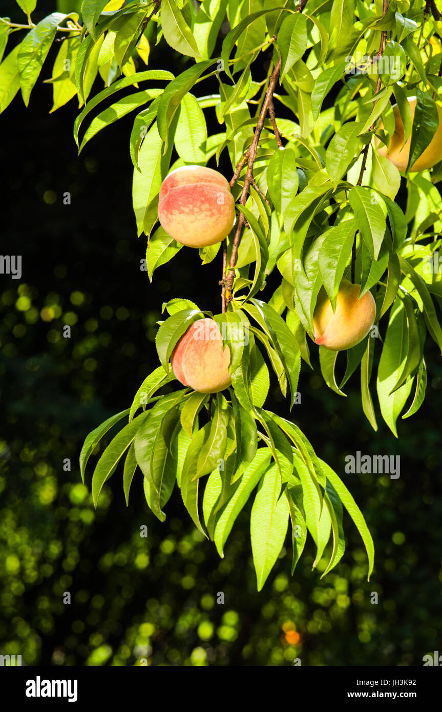 Yard Ripper Peach Ripe peach fruits on the tree in garden Stock Photo - Alamy