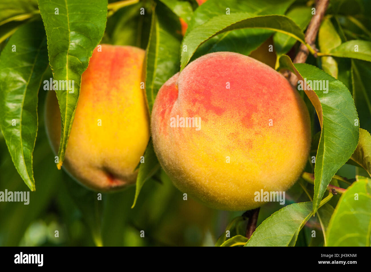 Ripe peach fruits on the tree in garden Stock Photo Alamy