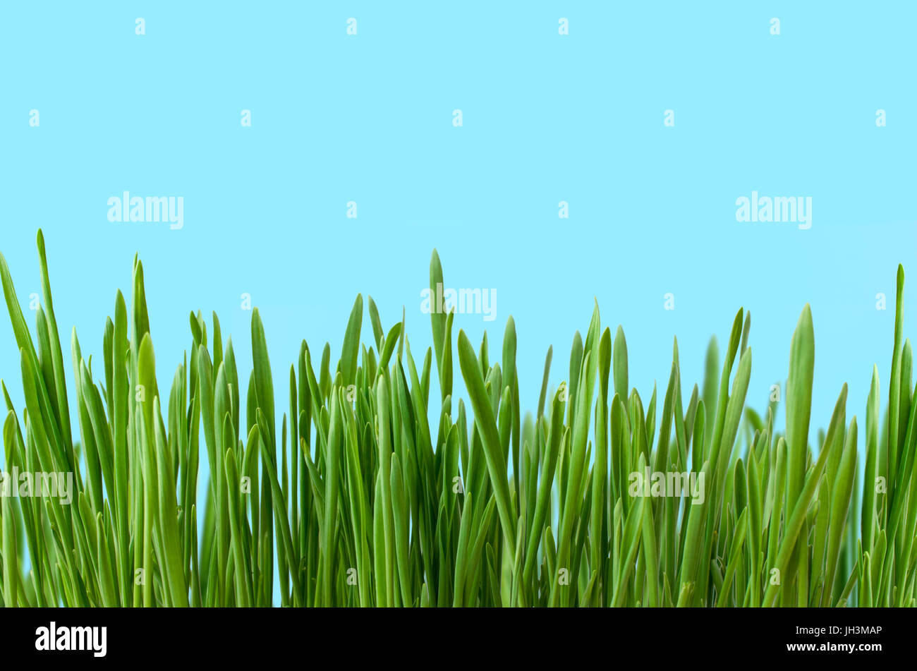 Row of blades of grass, growing upright against blue background to represent land and sky.  Copy space above. Stock Photo