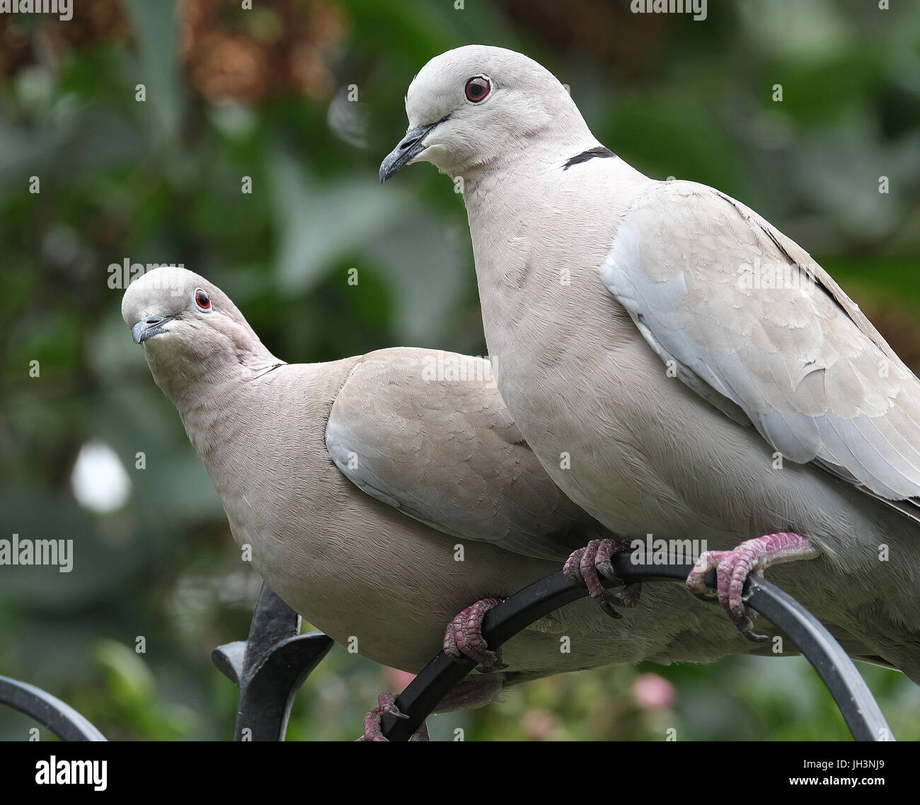 Ring Neck or Collared dove in house garden. Stock Photo