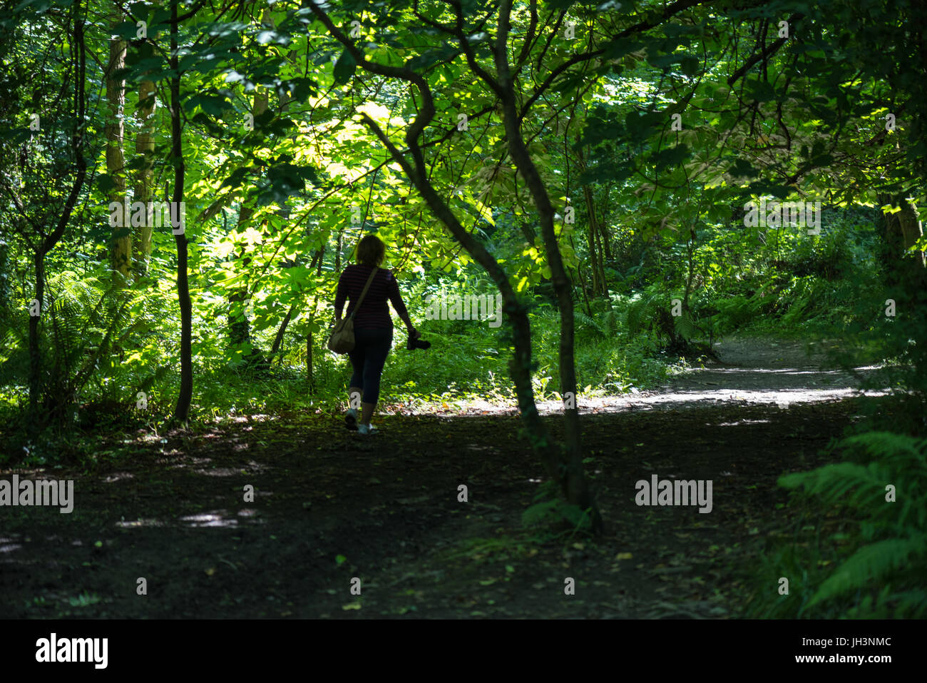 Woman photographer walking in woods at Silverdale Glen, Isle of Man. Stock Photo