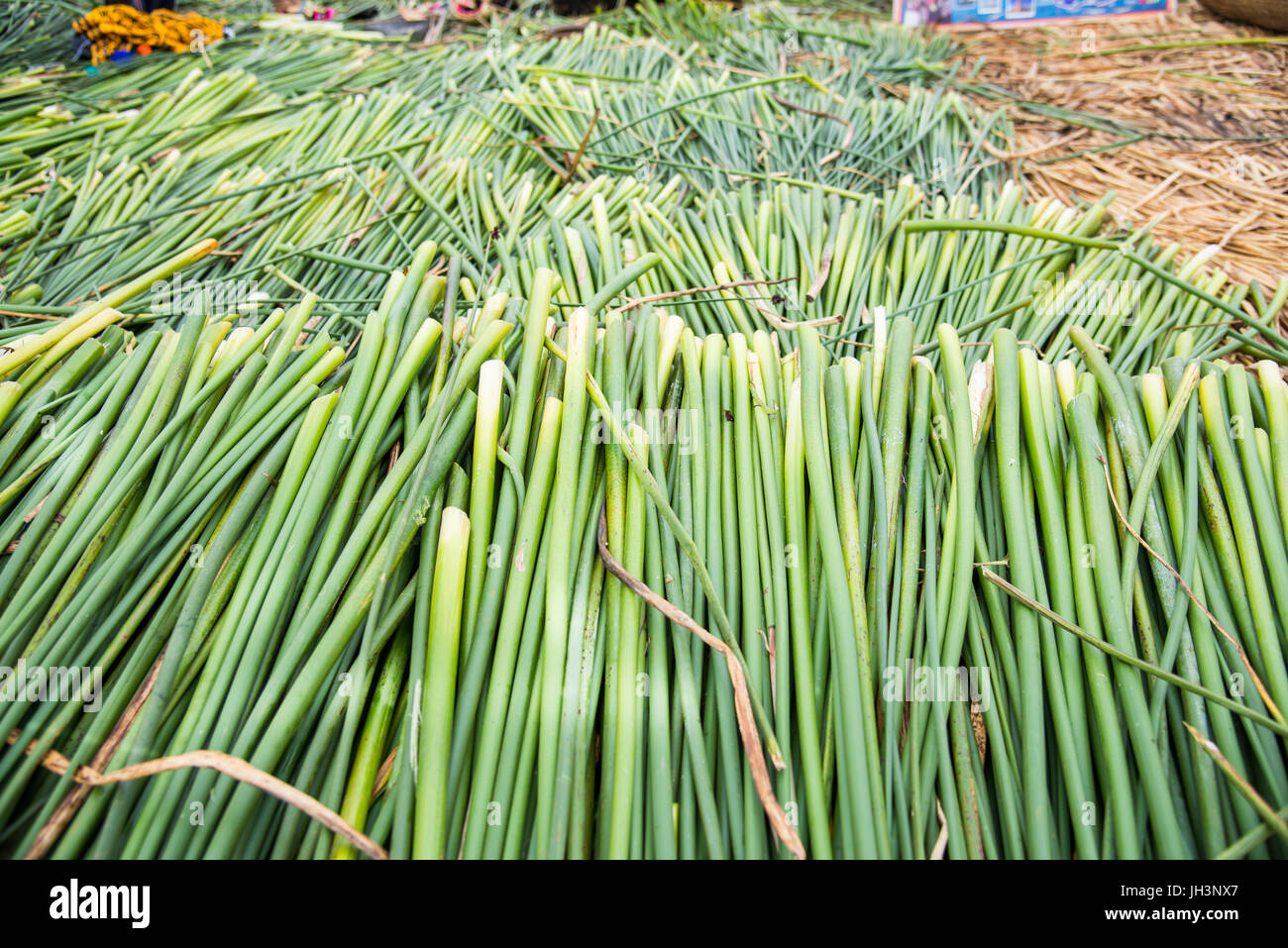 Reed and fish Stock Photo Alamy
