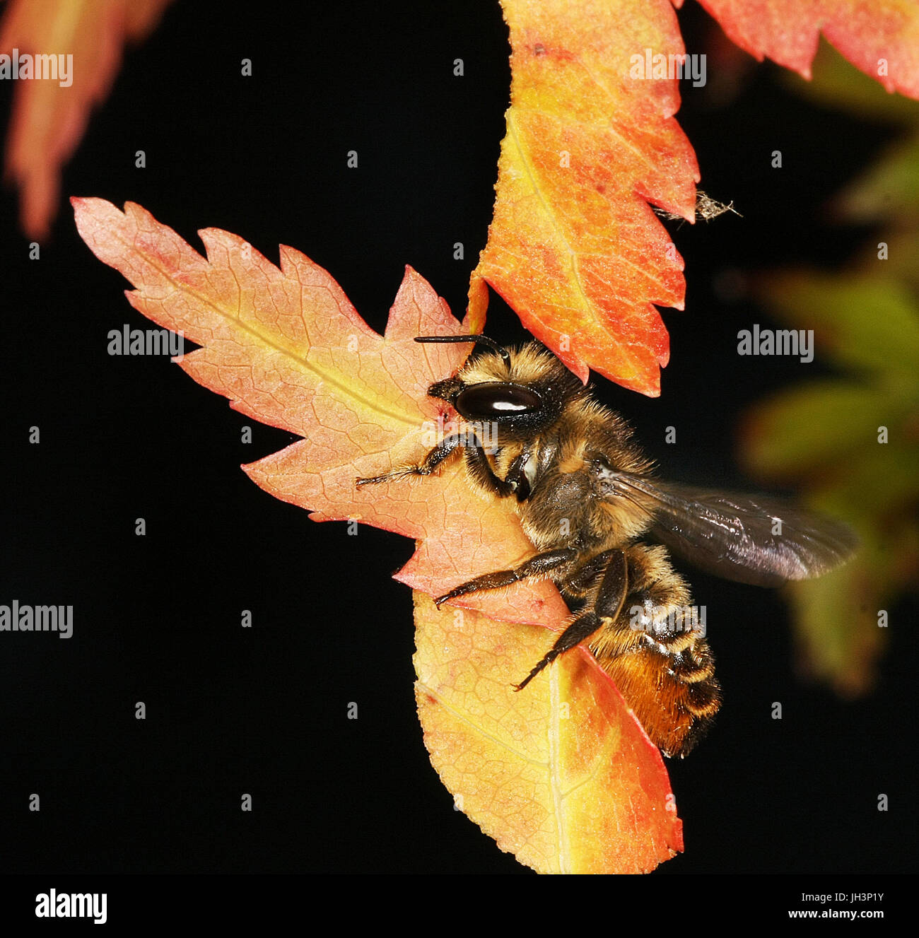 Leaf Cutter Bee collecting Acer leaves for nest. Stock Photo