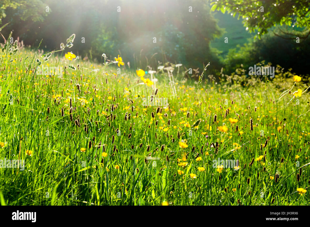 English countryside rural meadow with wild flowers in summer evening sunshine light Stock Photo