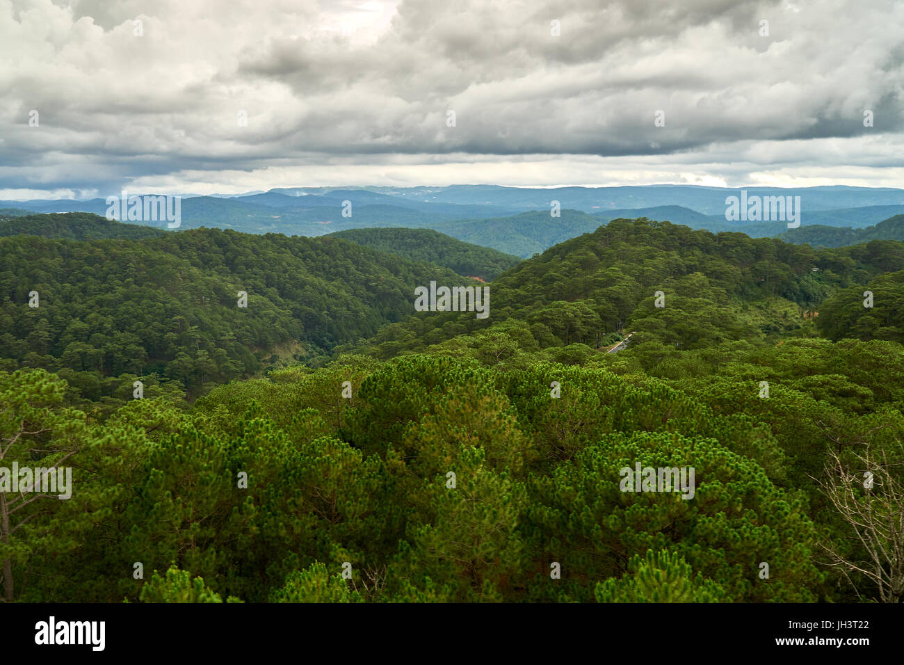 Pine forest - high angle view - from the Dalat Cable Car to the Truc Lam pagoda. Dalat, Vietnam. Stock Photo