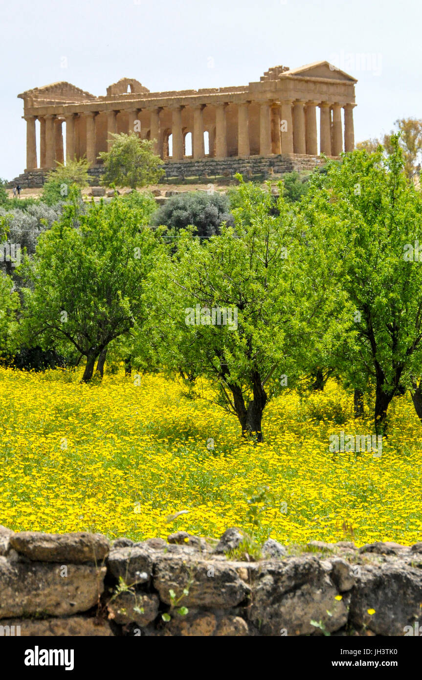 Olive trees and the Temple of Concordia, Vally of the Temples, Agrigento, Sicily, Italy. Stock Photo