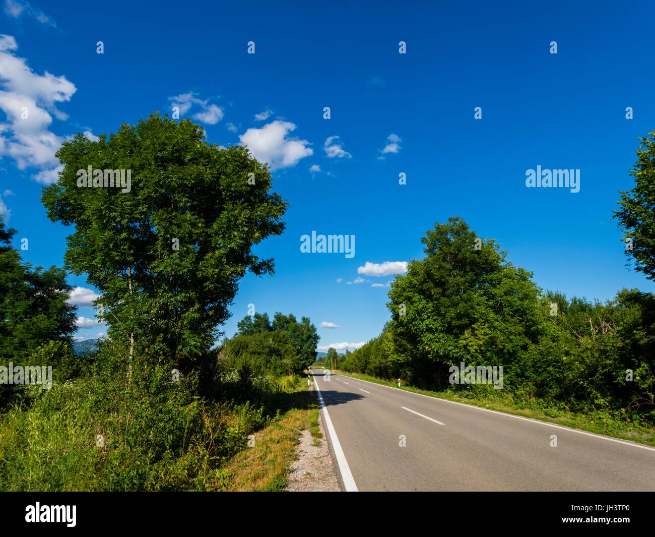 Empty road and country-side prominent dominant big tall tree near Raduc in Lika county in Croatia Stock Photo