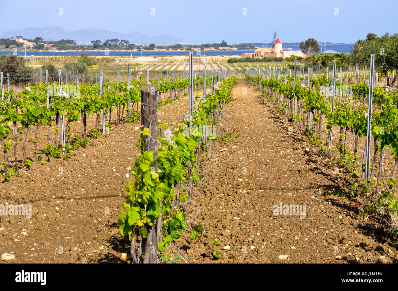 Grapevines and soil in a vineyard in the Province of Trapani, Sicily, Italy. Stock Photo