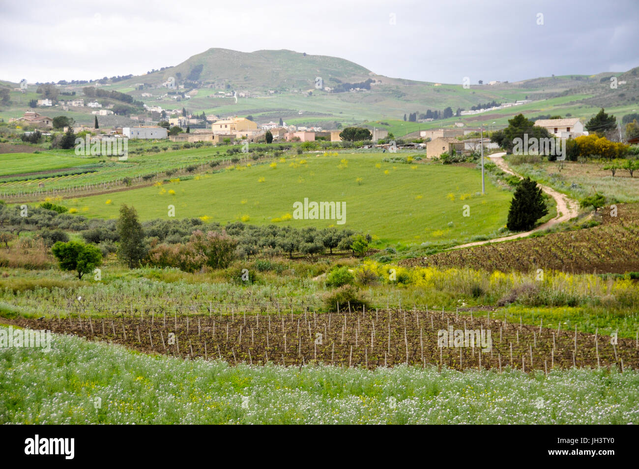 Fields of vineyards and green pasture in rural Sicily, Italy. Stock Photo