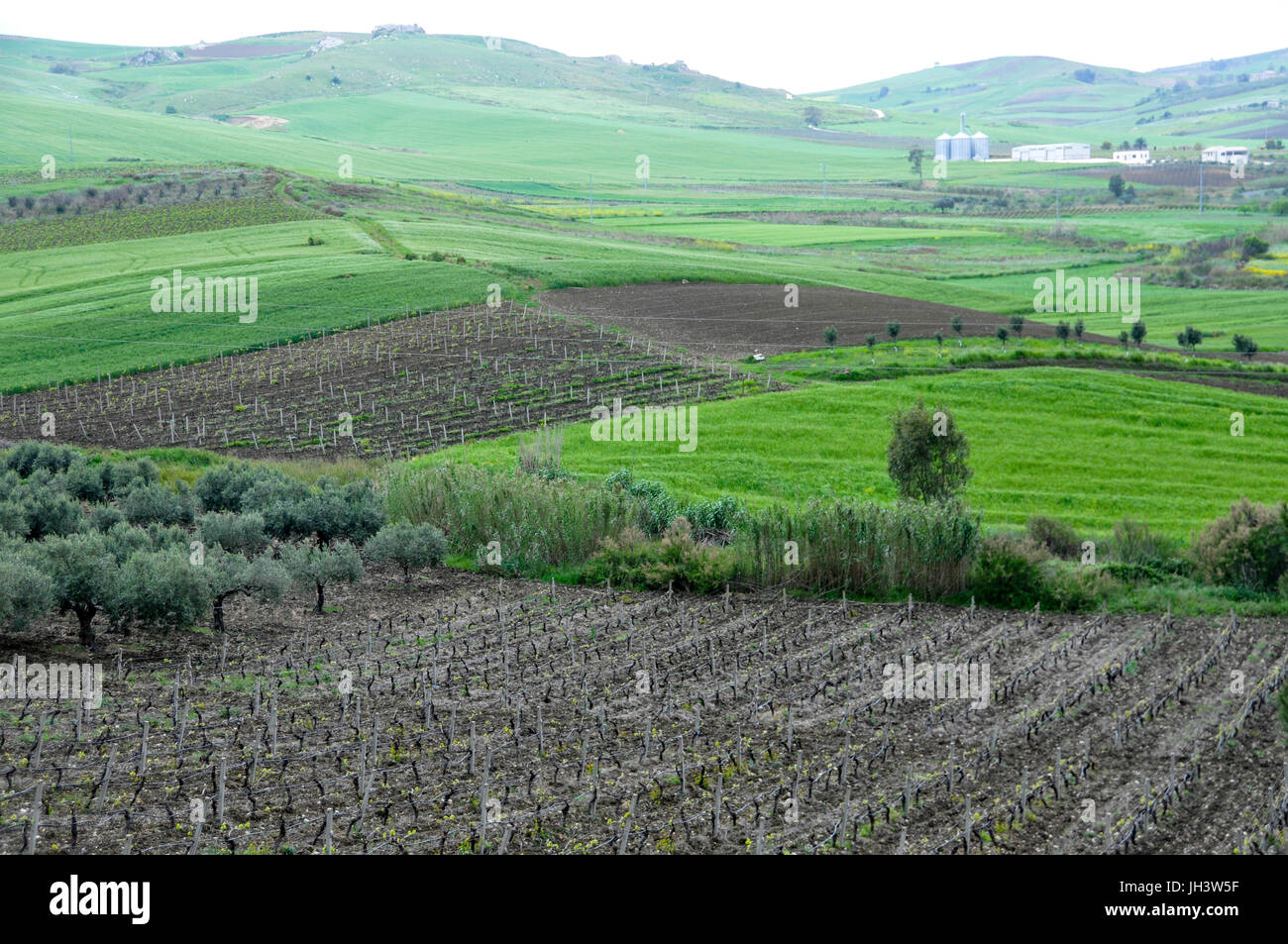 Fields of vineyards and green pasture in rural Sicily, Italy. Stock Photo