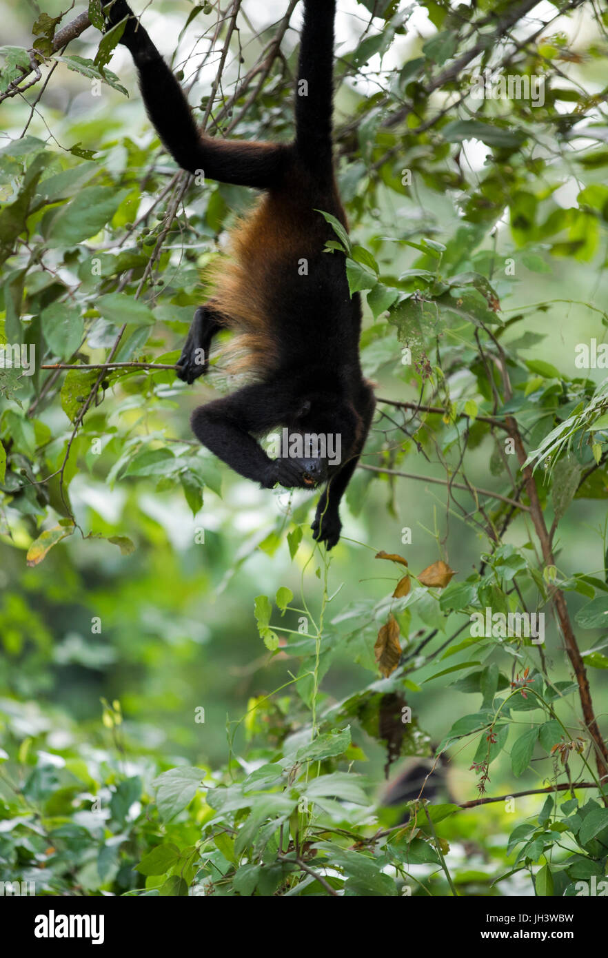 Costa Rican Howler Costa Rican Howler Monkey Stock Photo - Alamy