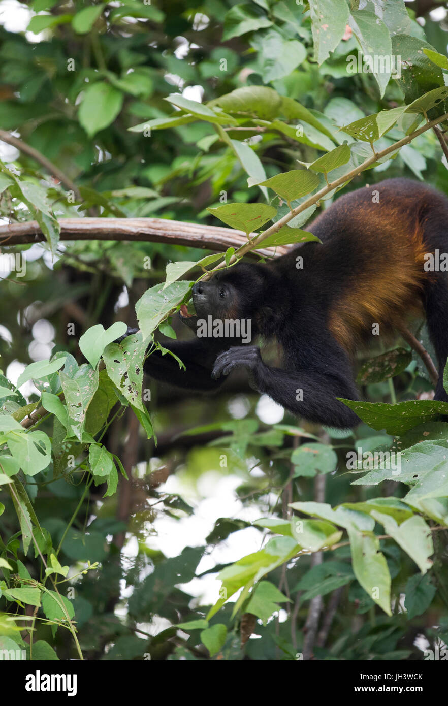 Costa Rican Howler Monkey Stock Photo