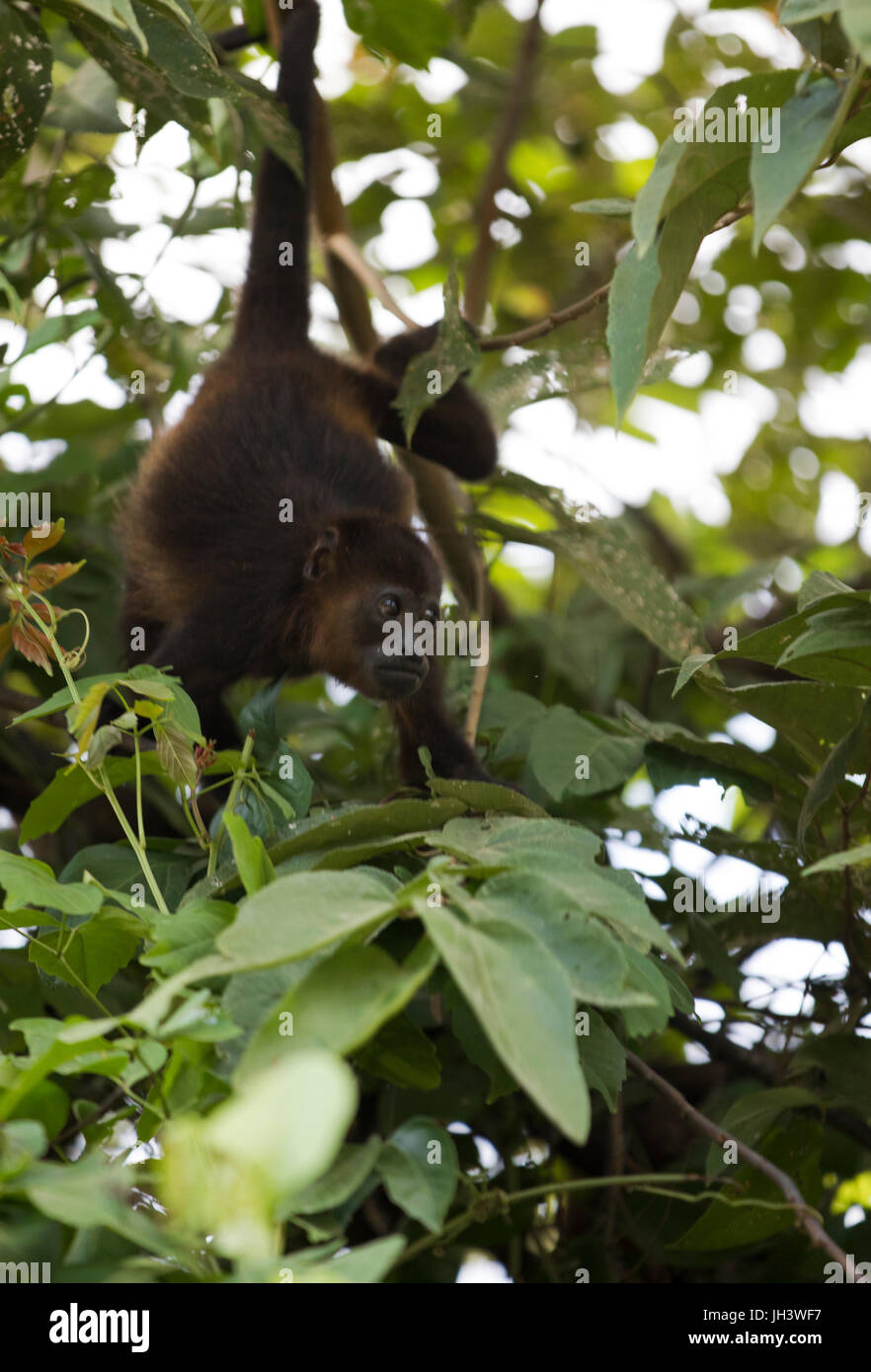 Costa Rican Howler Monkey Stock Photo