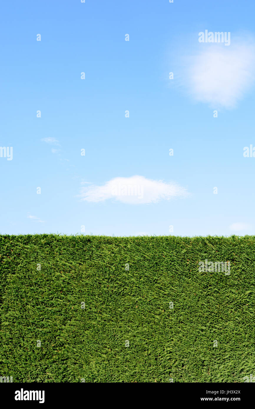 A trimmed cedar hedge under a blue sky with a white cloud. Stock Photo