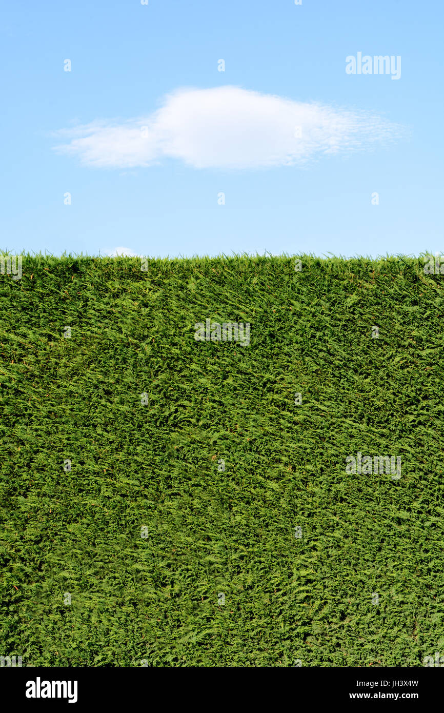 A trimmed cedar hedge under a blue sky with a white cloud. Stock Photo