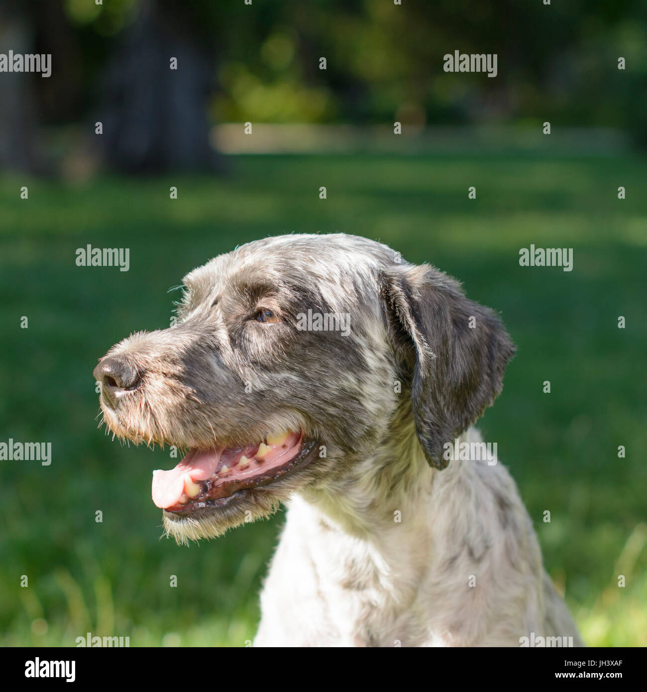 View of Portrait of a panting dog. Selective focus Stock Photo - Alamy