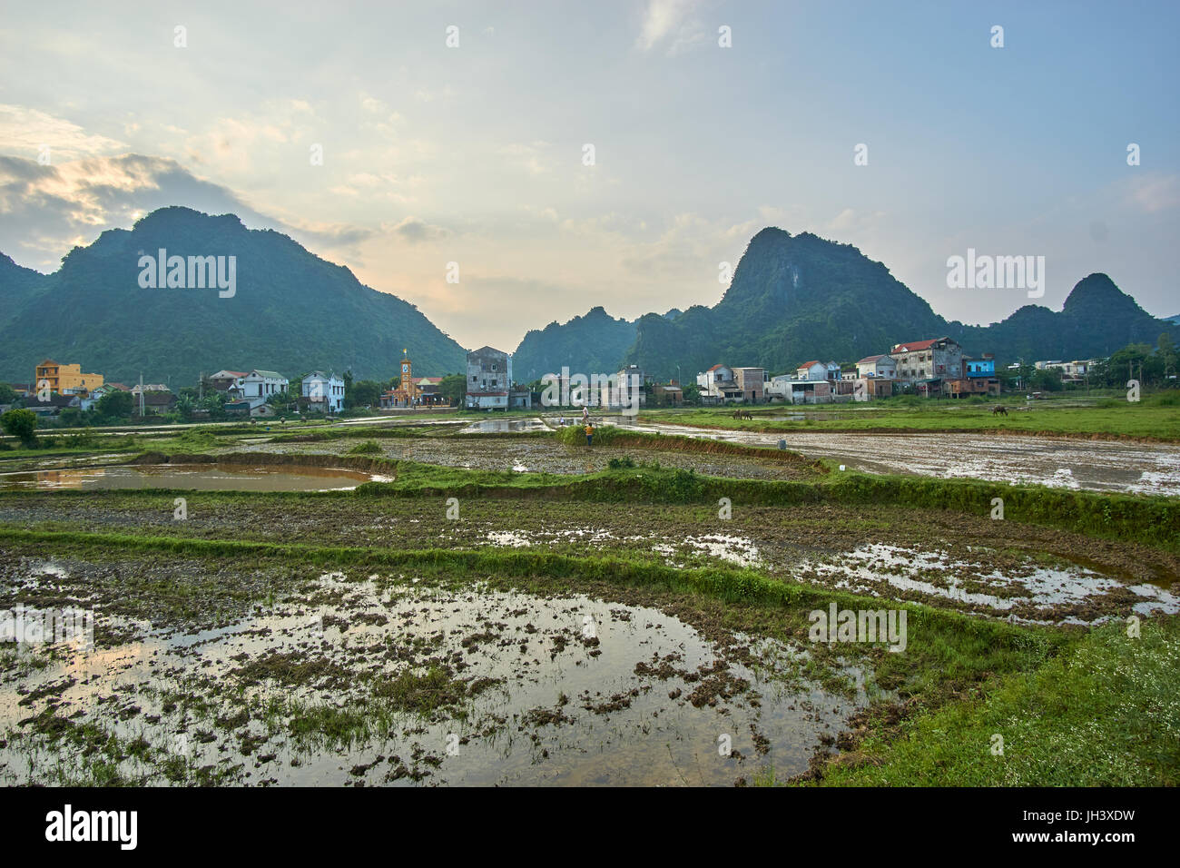 Rice fiels near sunset with mountains in the background in Phong Nha Ke Bang national park, Vietnam. With copyspace. Stock Photo