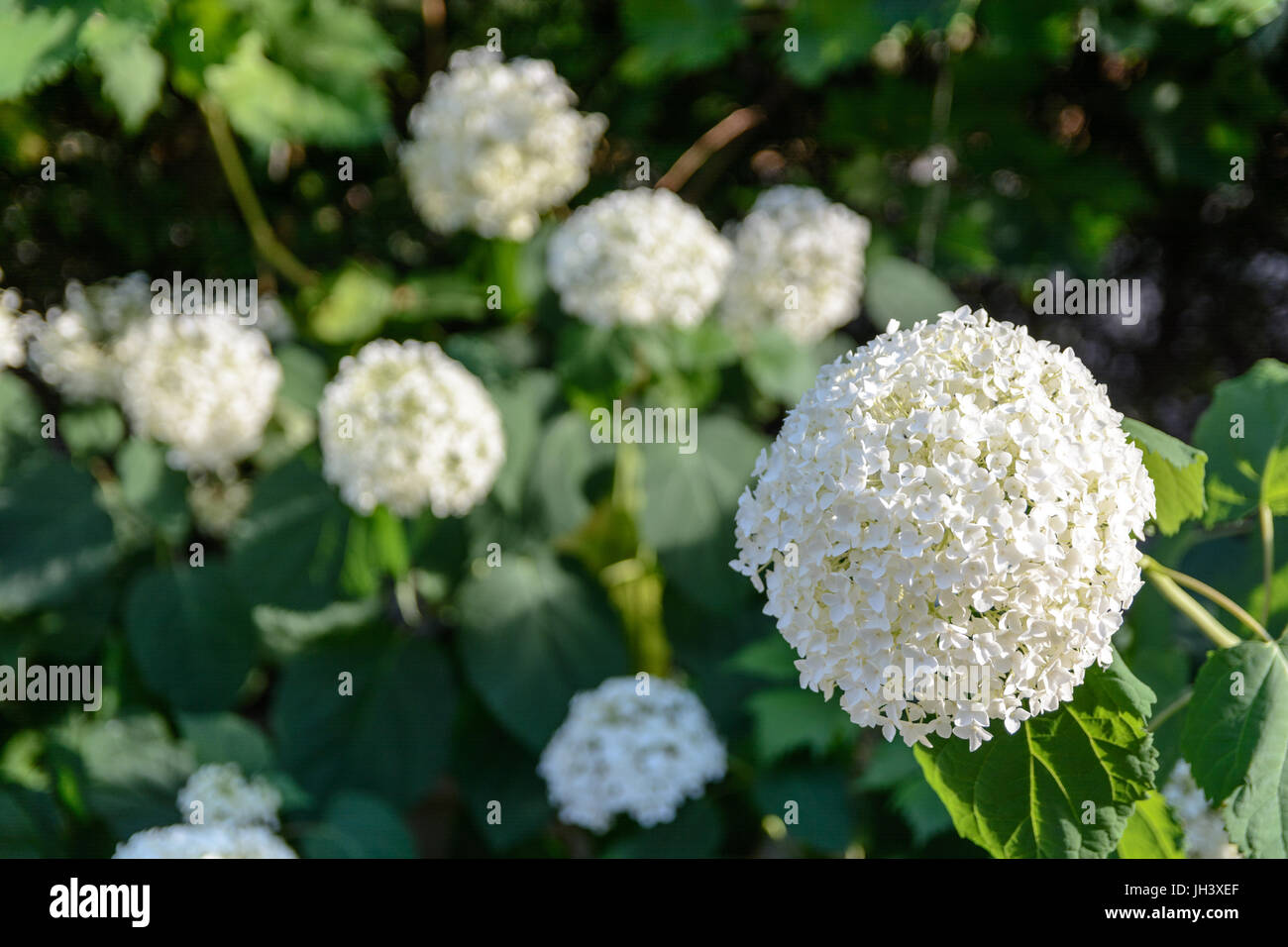 Annabelle hydrangea hi-res stock photography and images - Alamy