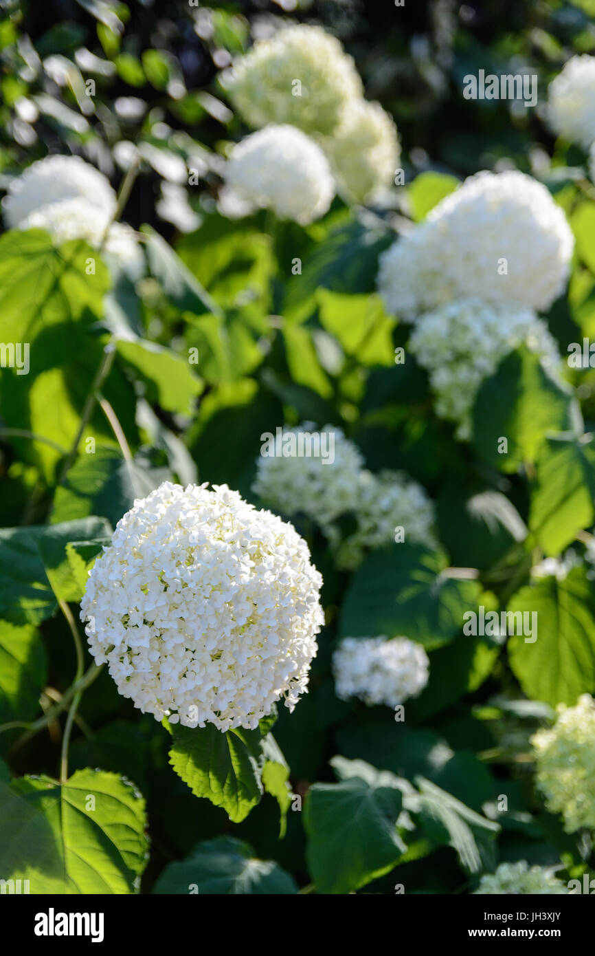 Group of white hydrangea flowers under a warm light at sunset. Stock Photo