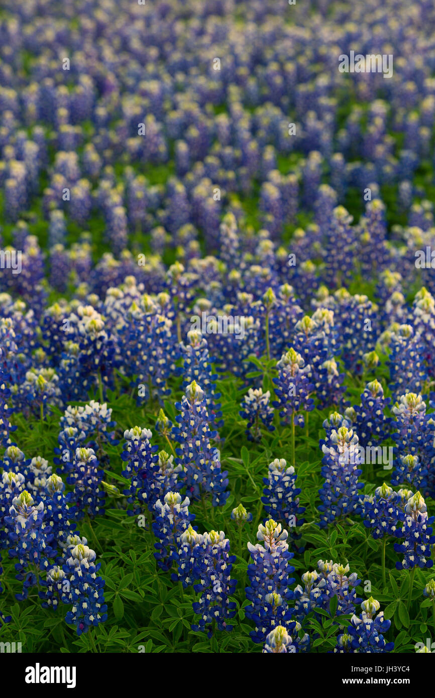 A field of Texas Bluebonnets (Lupinus texensis) in Texas. USA Stock Photo