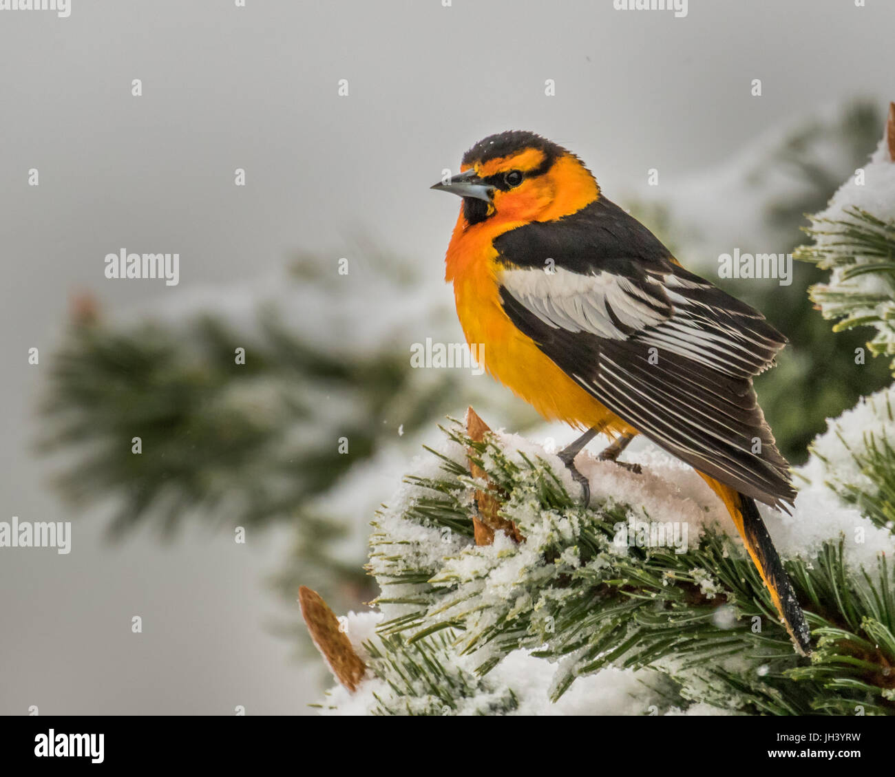Oriole sitting on a bristlecone pine tree branch in a snow storm. Stock Photo