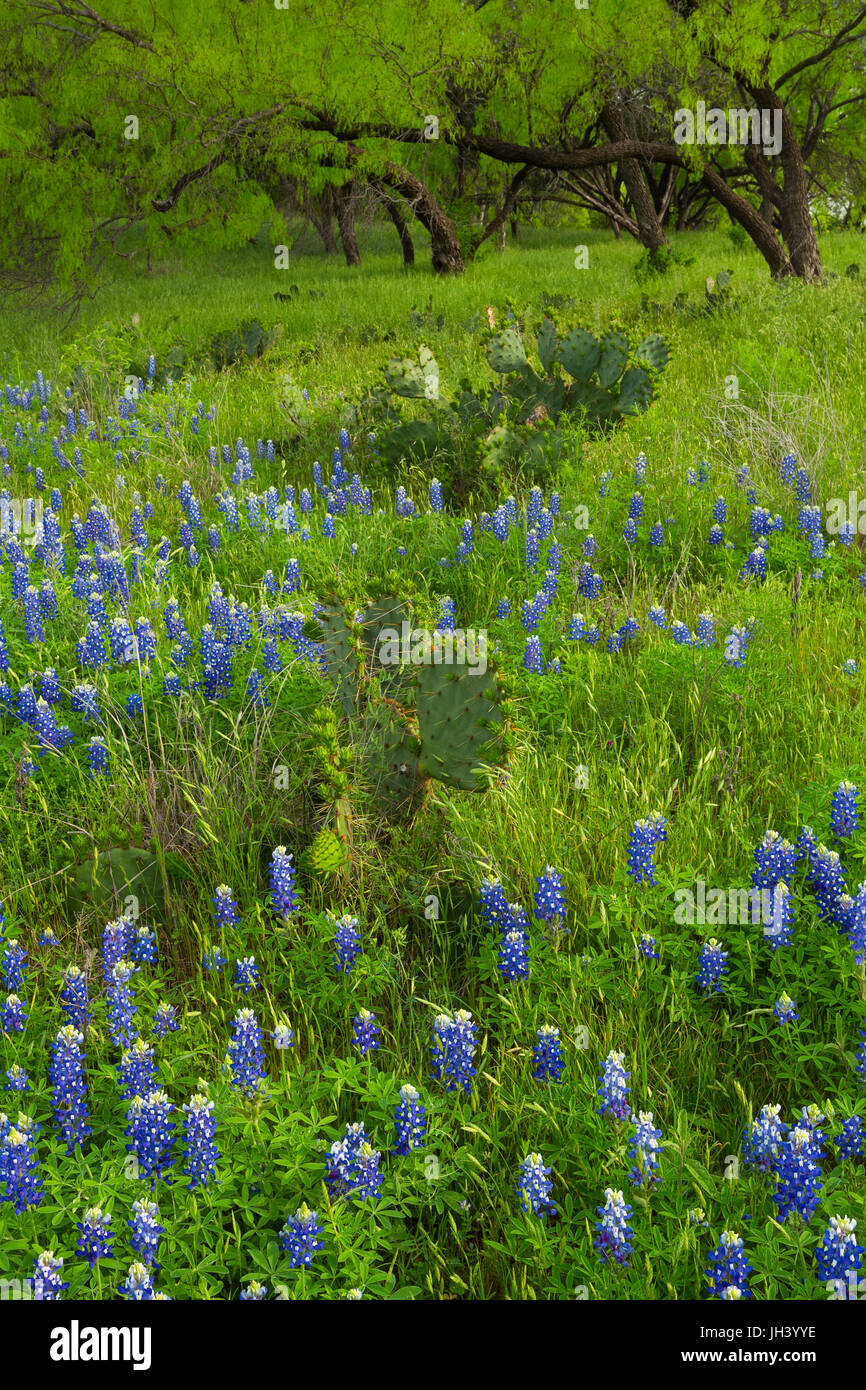 Texas Bluebonnets (Lupinus texensis) grow amongst the prickley pear cactus and trees in Texas. USA Stock Photo
