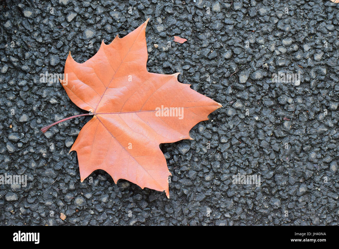 Fallen autumn brown maple leaf on road Stock Photo - Alamy