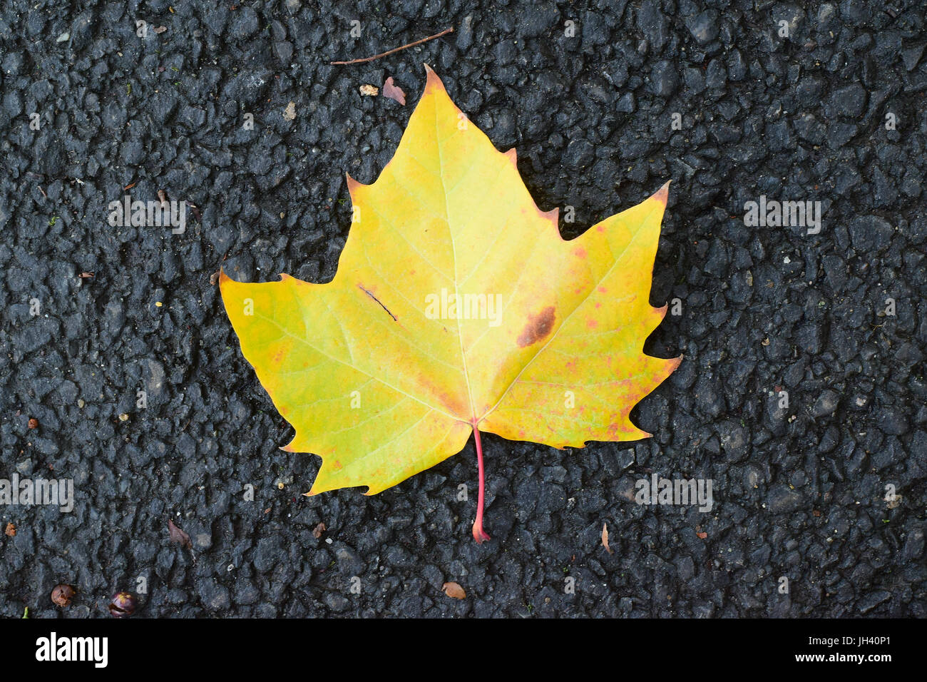 Fallen autumn brown maple leaf on road Stock Photo - Alamy