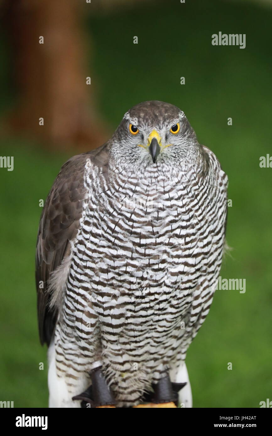 Falcon bird of prey Stock Photo