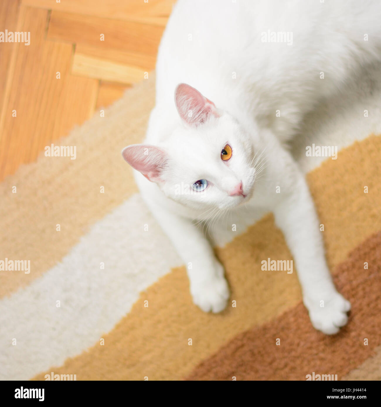 White cat with one blue and one brown eye is lying on the carpet, looking up. Stock Photo