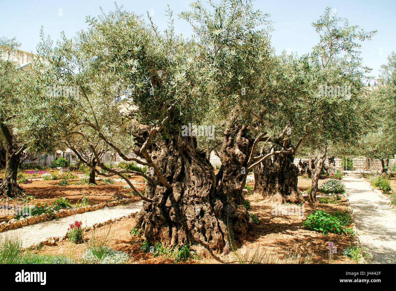 Ancient Olive trees in the garden of Gethsemane in the grounds of the ...