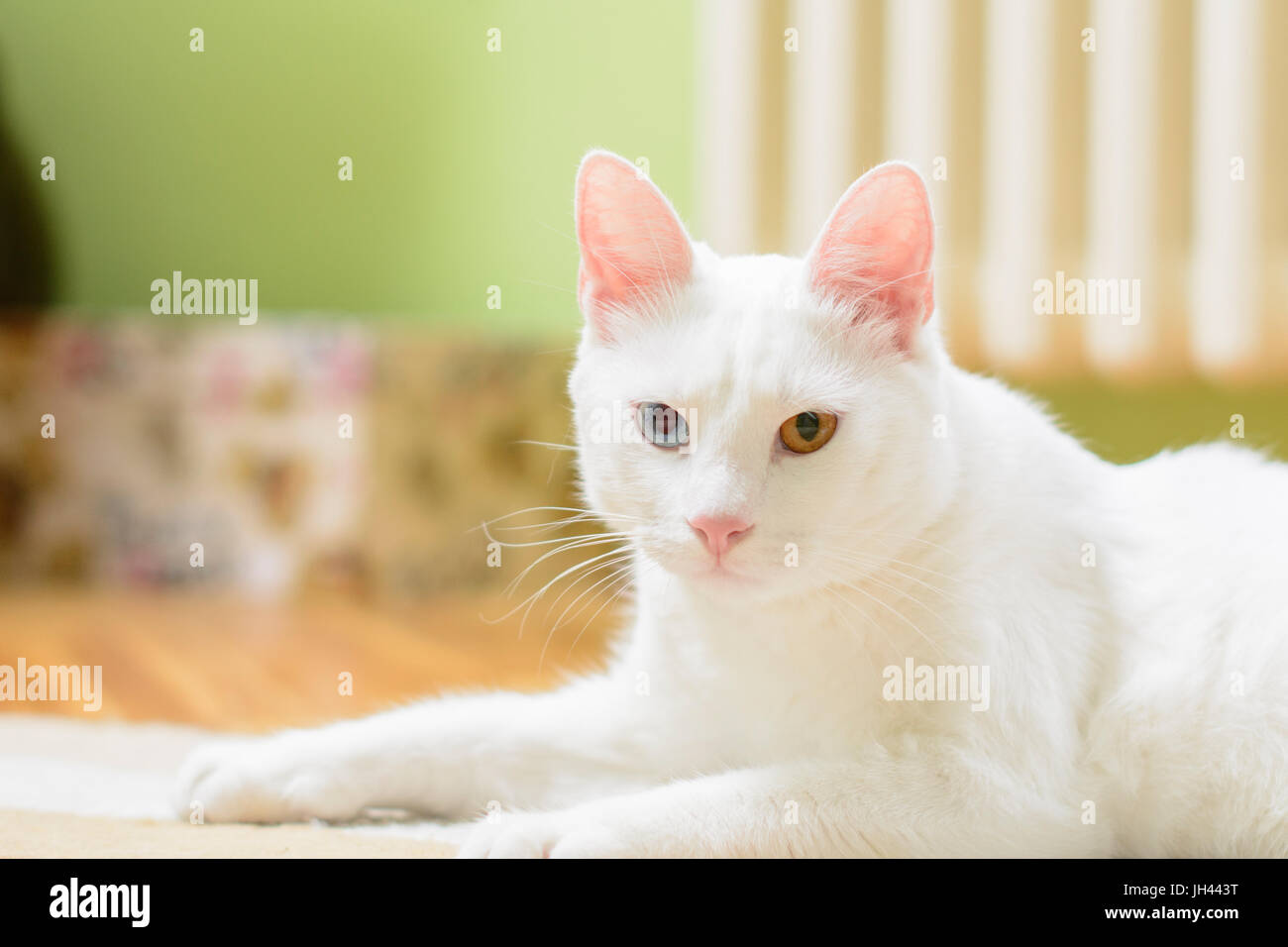 White cat with heterochromia iridum in a lying position. Stock Photo