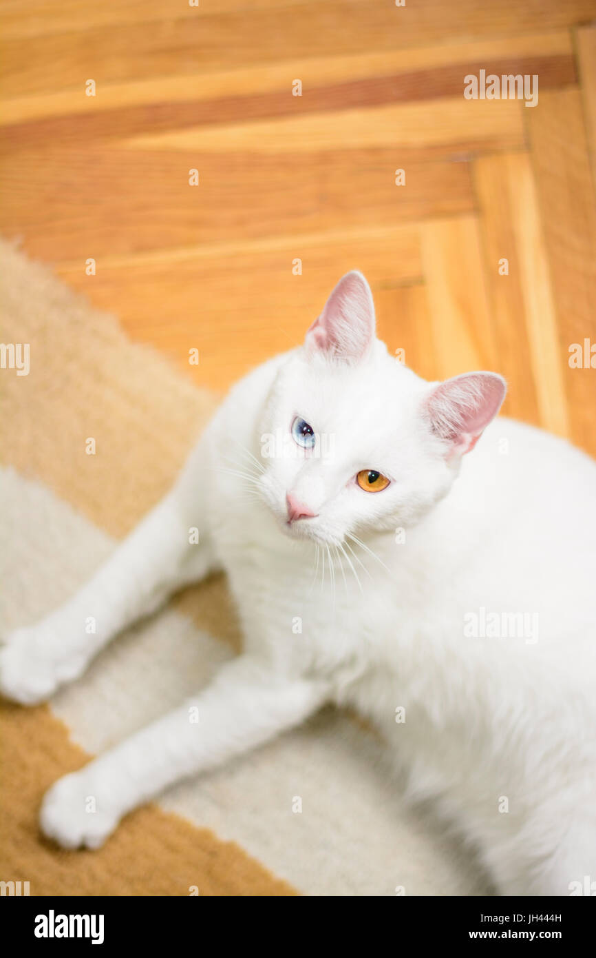 White cat (with heterochromia iridum) is lying on the carpet, showing its beautiful eyes. Stock Photo