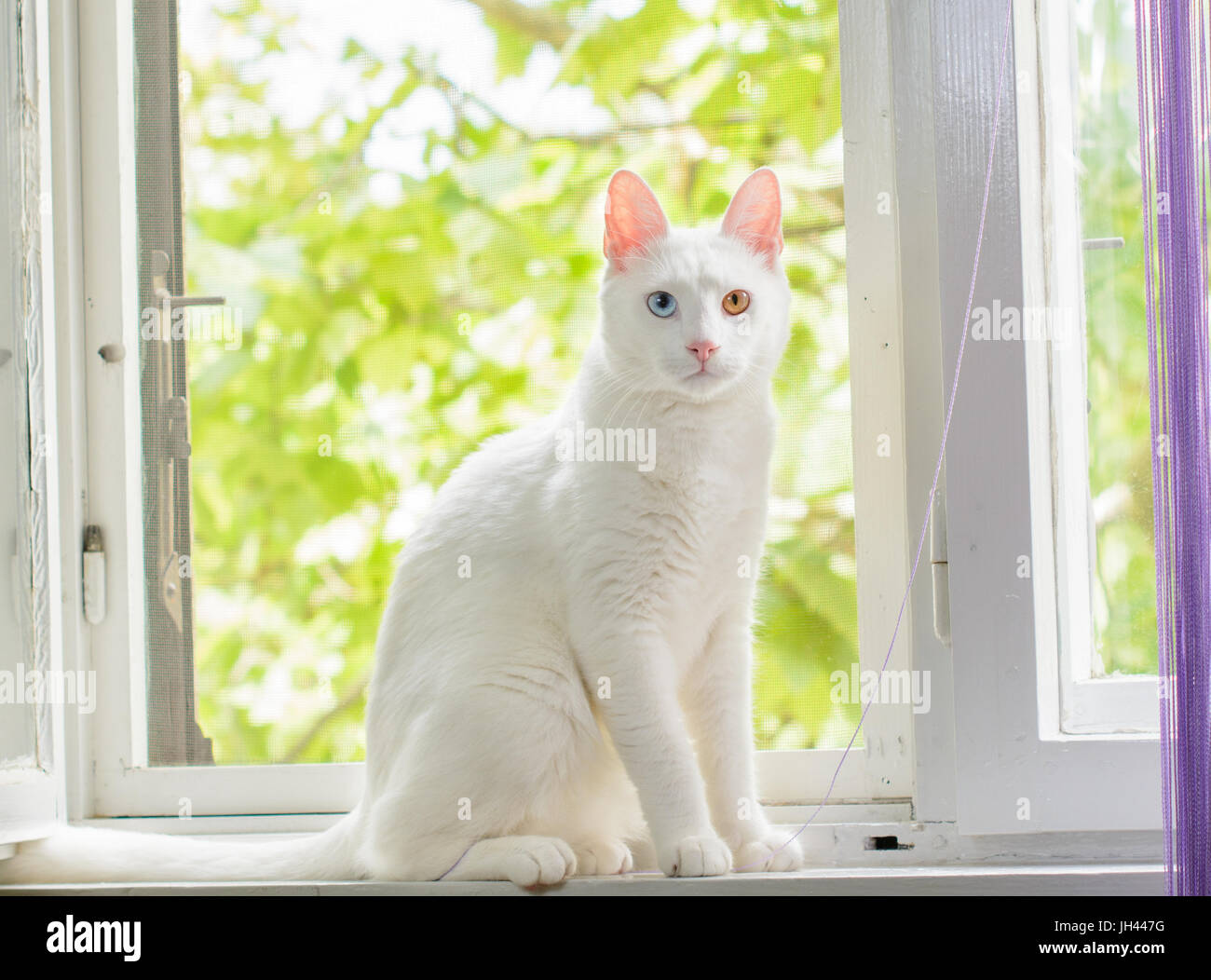 White cat which has heterochromia iridum is sitting in a window. Stock Photo