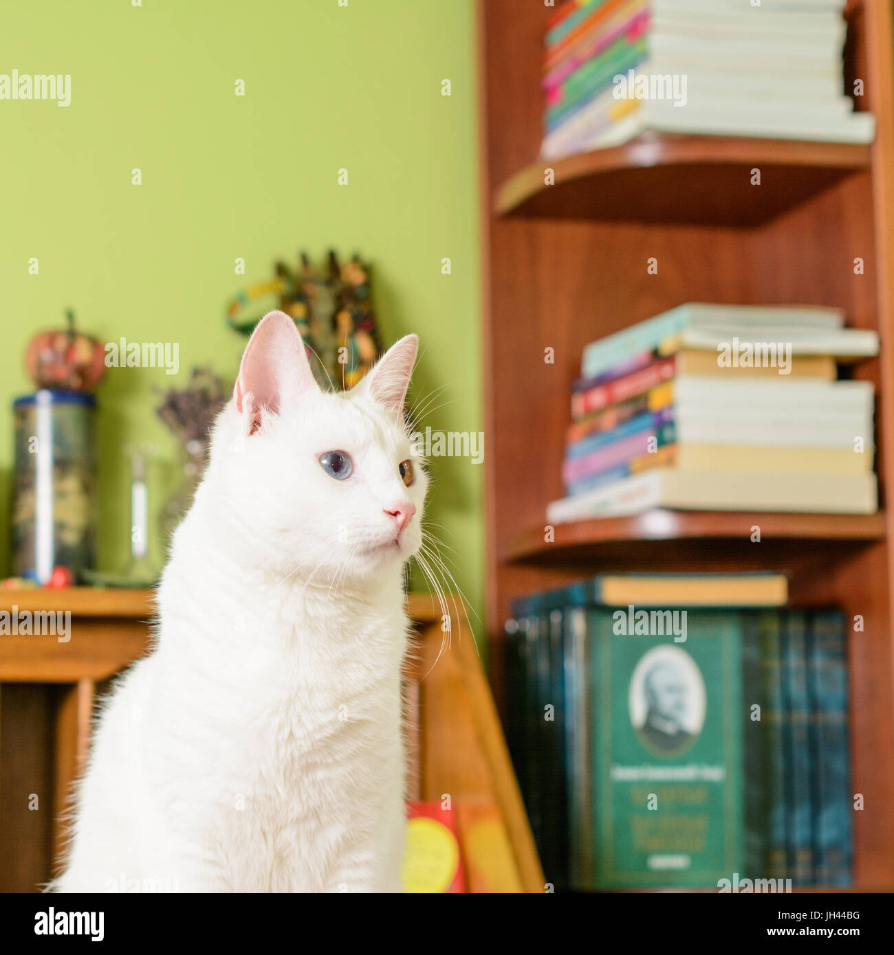 Cat sitting on the secretary table. There are books in the blurry background. Stock Photo