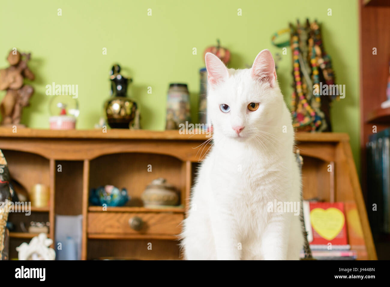 Cat with heterochromia iridum is sitting on the desk, and looking in front of it. Stock Photo