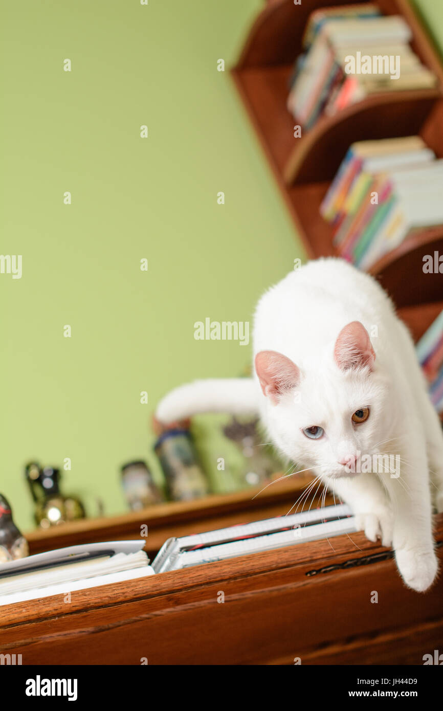Cat (with heterochromia iridum) jumping off from the edge of the writing desk. Stock Photo