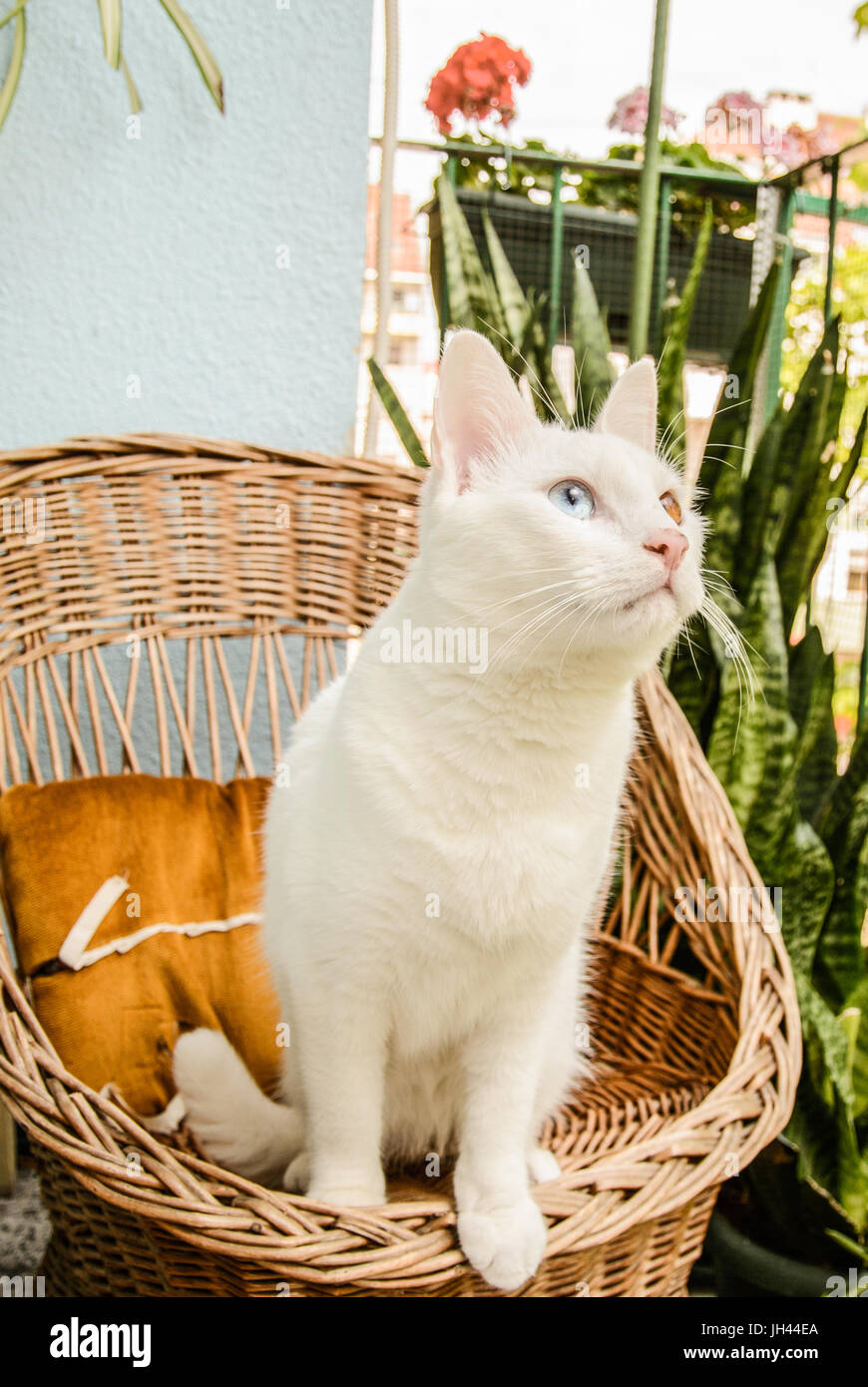 White cat sitting in the wicker chair. Stock Photo