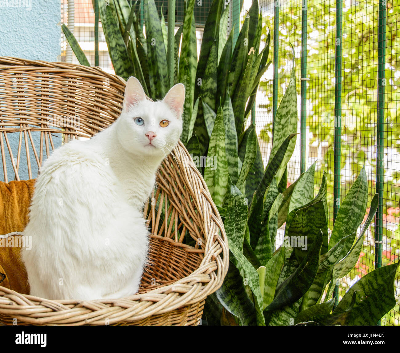 White cat sitting in the wicker chair beside mother-in-law's tongue. Stock Photo