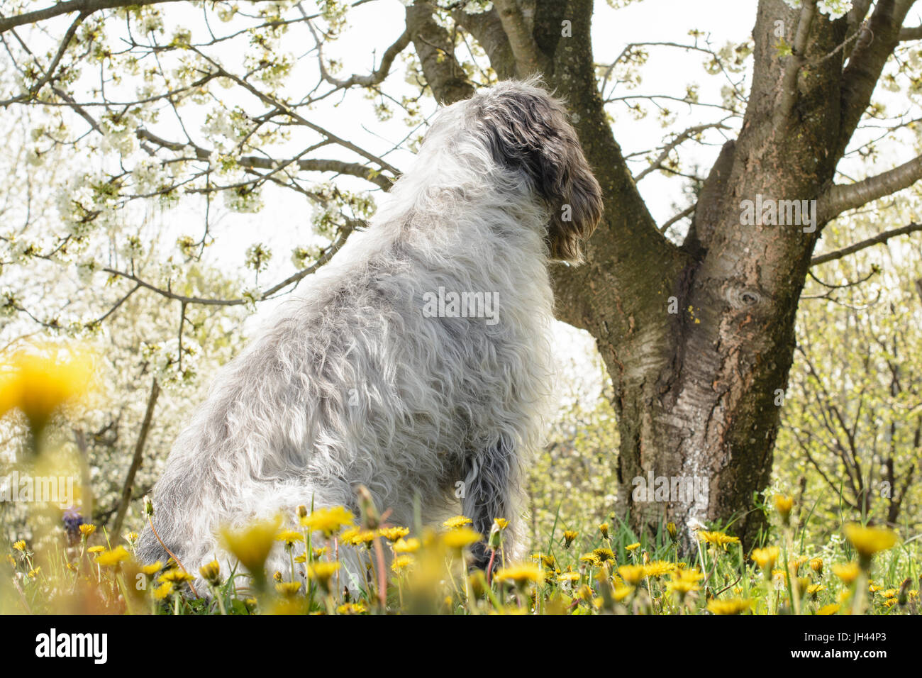 Dog cherry tree hi-res stock photography and images - Alamy